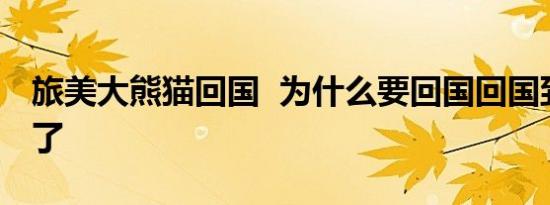 旅美大熊猫回国 为什么要回国回国到哪里去了