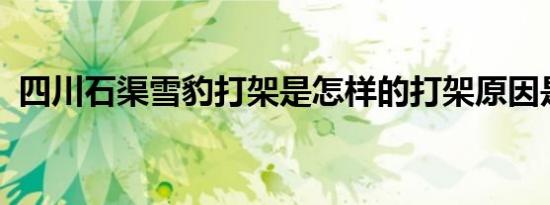 四川石渠雪豹打架是怎样的打架原因是什么