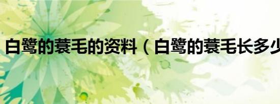 白鹭的蓑毛的资料（白鹭的蓑毛长多少厘米）