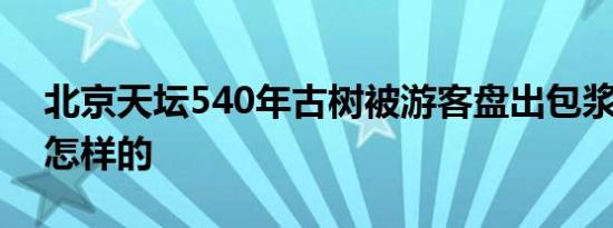 北京天坛540年古树被游客盘出包浆 具体是怎样的