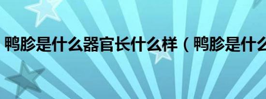 鸭胗是什么器官长什么样（鸭胗是什么器官）