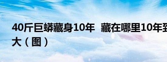 40斤巨蟒藏身10年 藏在哪里10年到底有多大（图）