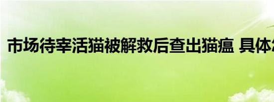 市场待宰活猫被解救后查出猫瘟 具体怎样的
