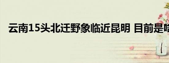 云南15头北迁野象临近昆明 目前是啥情况