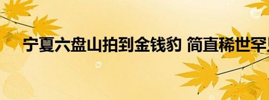 宁夏六盘山拍到金钱豹 简直稀世罕见啊