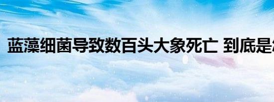 蓝藻细菌导致数百头大象死亡 到底是怎样的