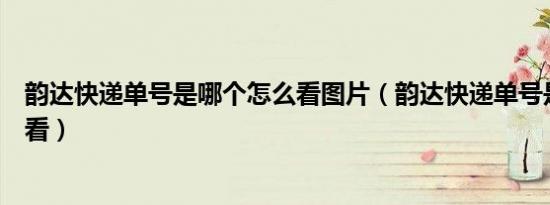 韵达快递单号是哪个怎么看图片（韵达快递单号是哪个怎么看）