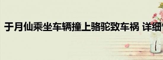 于月仙乘坐车辆撞上骆驼致车祸 详细情况是