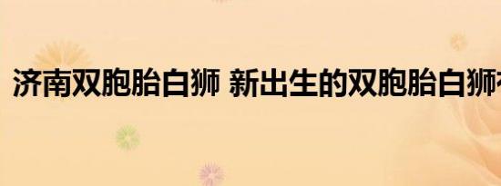 济南双胞胎白狮 新出生的双胞胎白狮有多萌