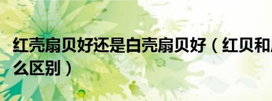 红壳扇贝好还是白壳扇贝好（红贝和扇贝有什么区别）