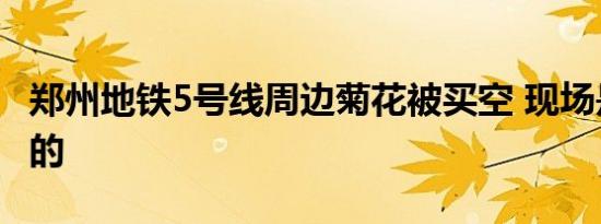 郑州地铁5号线周边菊花被买空 现场是什么样的