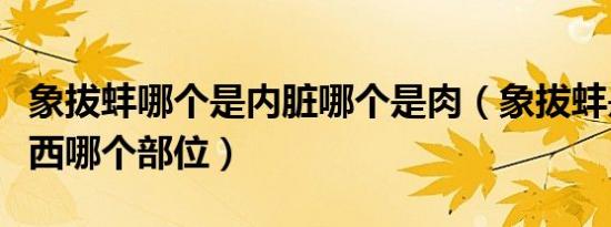 象拔蚌哪个是内脏哪个是肉（象拔蚌是什么东西哪个部位）