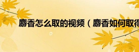 麝香怎么取的视频（麝香如何取得）