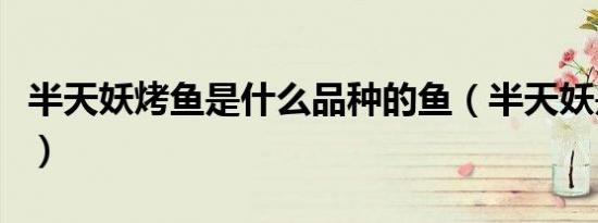 半天妖烤鱼是什么品种的鱼（半天妖是什么鱼）