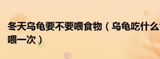 冬天乌龟要不要喂食物（乌龟吃什么食物多久喂一次）
