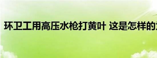 环卫工用高压水枪打黄叶 这是怎样的为什么