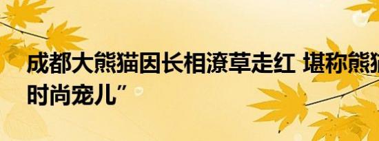 成都大熊猫因长相潦草走红 堪称熊猫界的“时尚宠儿”
