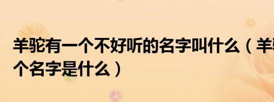羊驼有一个不好听的名字叫什么（羊驼的另一个名字是什么）