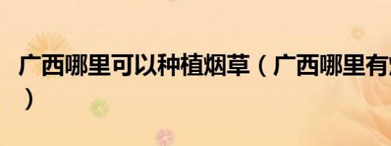 广西哪里可以种植烟草（广西哪里有烟草种植）