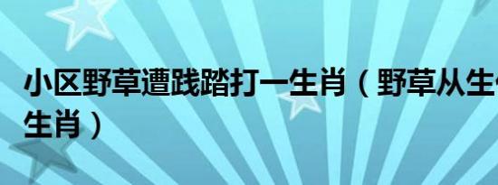 小区野草遭践踏打一生肖（野草从生代表什么生肖）