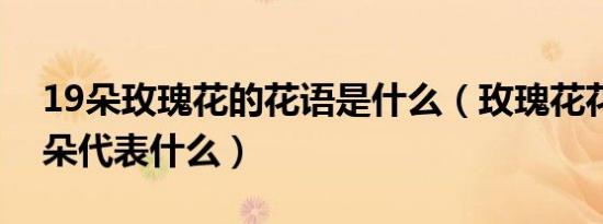 19朵玫瑰花的花语是什么（玫瑰花花语多少朵代表什么）