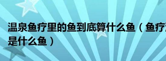 温泉鱼疗里的鱼到底算什么鱼（鱼疗池里的鱼是什么鱼）