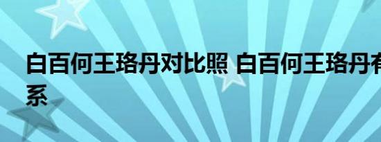 白百何王珞丹对比照 白百何王珞丹有什么关系