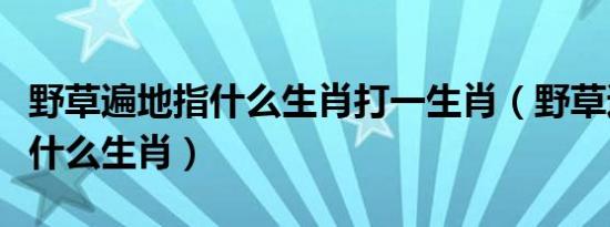 野草遍地指什么生肖打一生肖（野草遍地是指什么生肖）