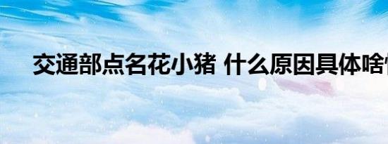 交通部点名花小猪 什么原因具体啥情况
