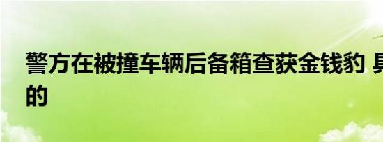 警方在被撞车辆后备箱查获金钱豹 具体怎样的