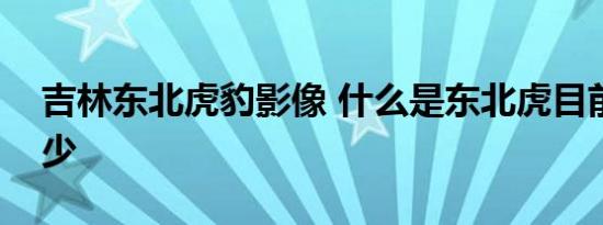 吉林东北虎豹影像 什么是东北虎目前存有多少