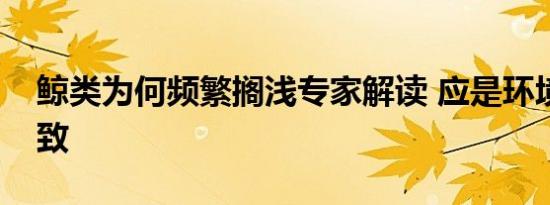 鲸类为何频繁搁浅专家解读 应是环境问题所致