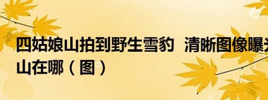 四姑娘山拍到野生雪豹 清晰图像曝光四姑娘山在哪（图）