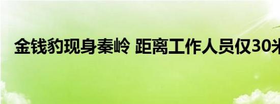 金钱豹现身秦岭 距离工作人员仅30米左右