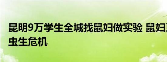 昆明9万学生全城找鼠妇做实验 鼠妇莫名遭遇虫生危机