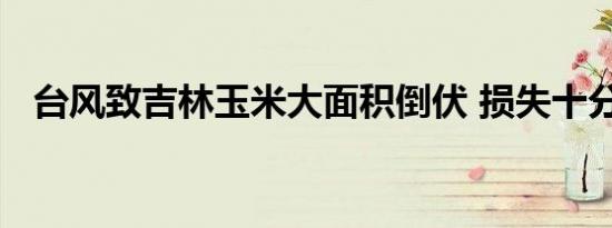 台风致吉林玉米大面积倒伏 损失十分惨重