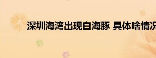深圳海湾出现白海豚 具体啥情况