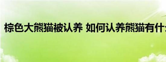 棕色大熊猫被认养 如何认养熊猫有什么特权