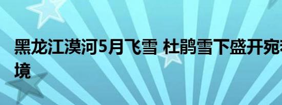 黑龙江漠河5月飞雪 杜鹃雪下盛开宛若人间仙境