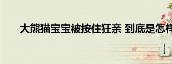 大熊猫宝宝被按住狂亲 到底是怎样的