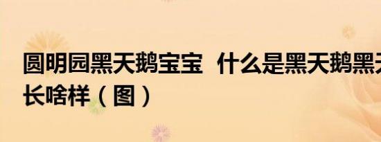 圆明园黑天鹅宝宝 什么是黑天鹅黑天鹅宝宝长啥样（图）