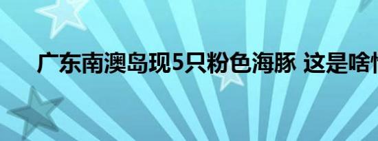 广东南澳岛现5只粉色海豚 这是啥情况