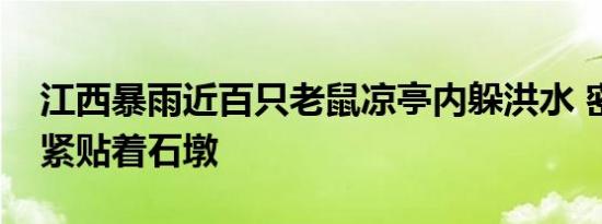 江西暴雨近百只老鼠凉亭内躲洪水 密密麻麻紧贴着石墩