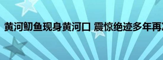 黄河鱽鱼现身黄河口 震惊绝迹多年再次现身