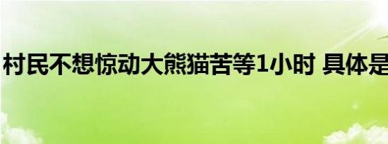 村民不想惊动大熊猫苦等1小时 具体是啥情况