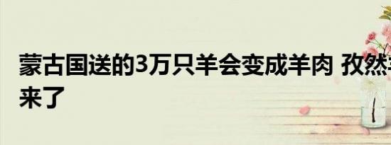 蒙古国送的3万只羊会变成羊肉 孜然羊肉做法来了