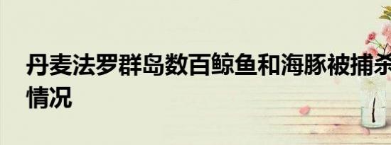 丹麦法罗群岛数百鲸鱼和海豚被捕杀 具体啥情况
