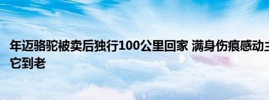年迈骆驼被卖后独行100公里回家 满身伤痕感动主人 发誓养它到老