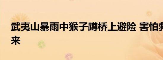 武夷山暴雨中猴子蹲桥上避险 害怕救援何时来
