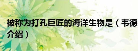 被称为打孔巨匠的海洋生物是（韦德尔氏海豹介绍）